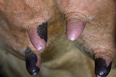Close up photo of udders